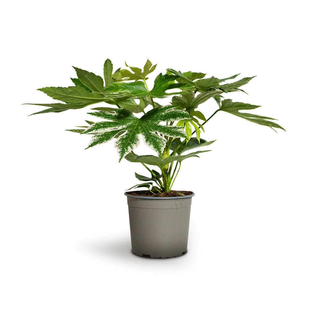 Fatsia japonica Variegated - 17x40cm In Elise Metal Pot Lead - 21x16cm