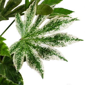 Fatsia japonica - Variegated Japanese Aralia Variegated Leaf