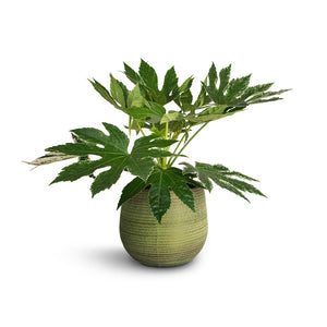 Lydia Plant Pot - Shiny Green