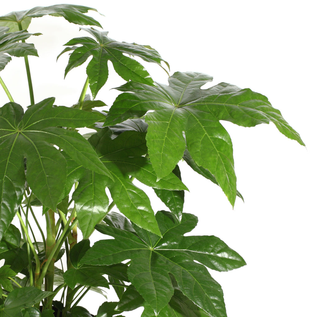 house plant with maple like leaves Fatsia japonica - Japanese Aralia - Quality Houseplants | Hortology