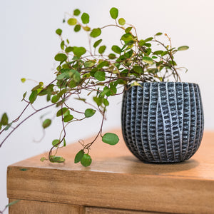 Feico Plant Pot - Metal with Trailing Houseplant