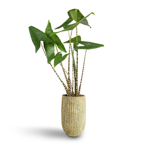 Feico Plant Vase - Mint Grey & Alocasia zebrina Tiger - Elephant Ear