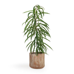 Ficus Alii - Long Leafed Fig & Valene Plant Pot - Terra