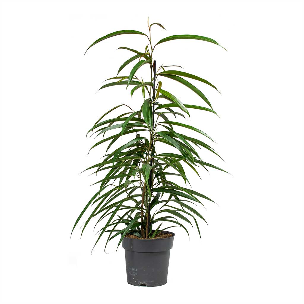 indoor plant with thin long leaves Ficus maclellandii Alii - Long Leafed Fig - Air Purifier | Hortology