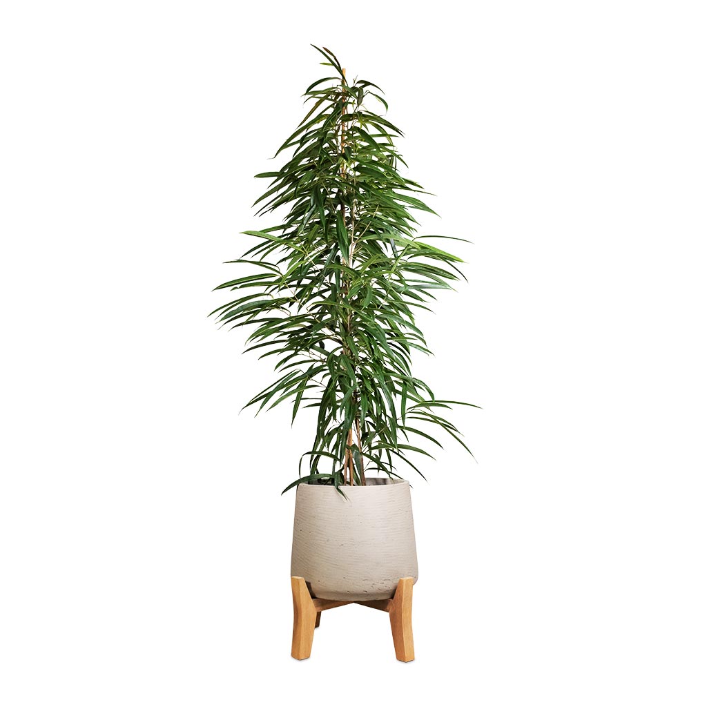 Ficus Alii - Long Leafed Fig & Patt Plant Pot - Low Stand - Grey Washed