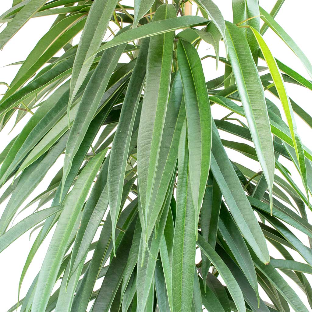 Ficus Alii - Long Leafed Fig Leaves