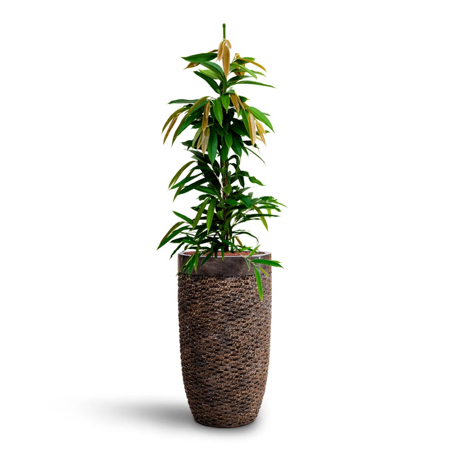 Luxe Lite Layer Partner Planter - Bronze & Ficus Amstel King