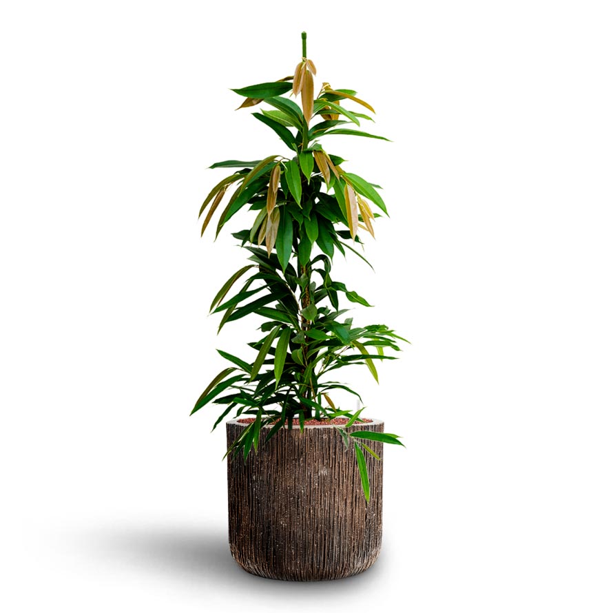 Luxe Lite Waterfall Cylinder Planter - Bronze & Ficus Amstel King
