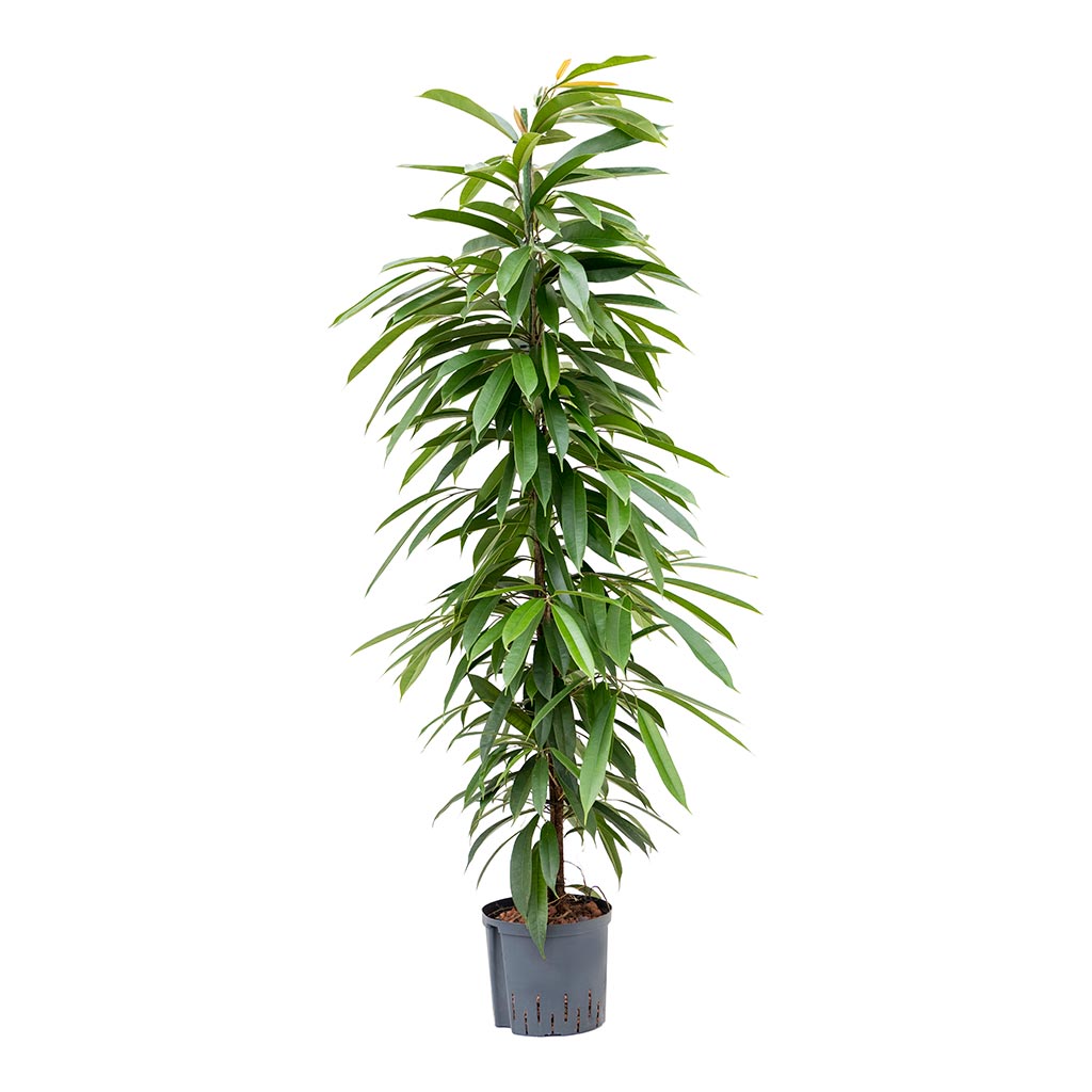 Ficus Amstel King - Hydroculture - 22/19 x 125cm