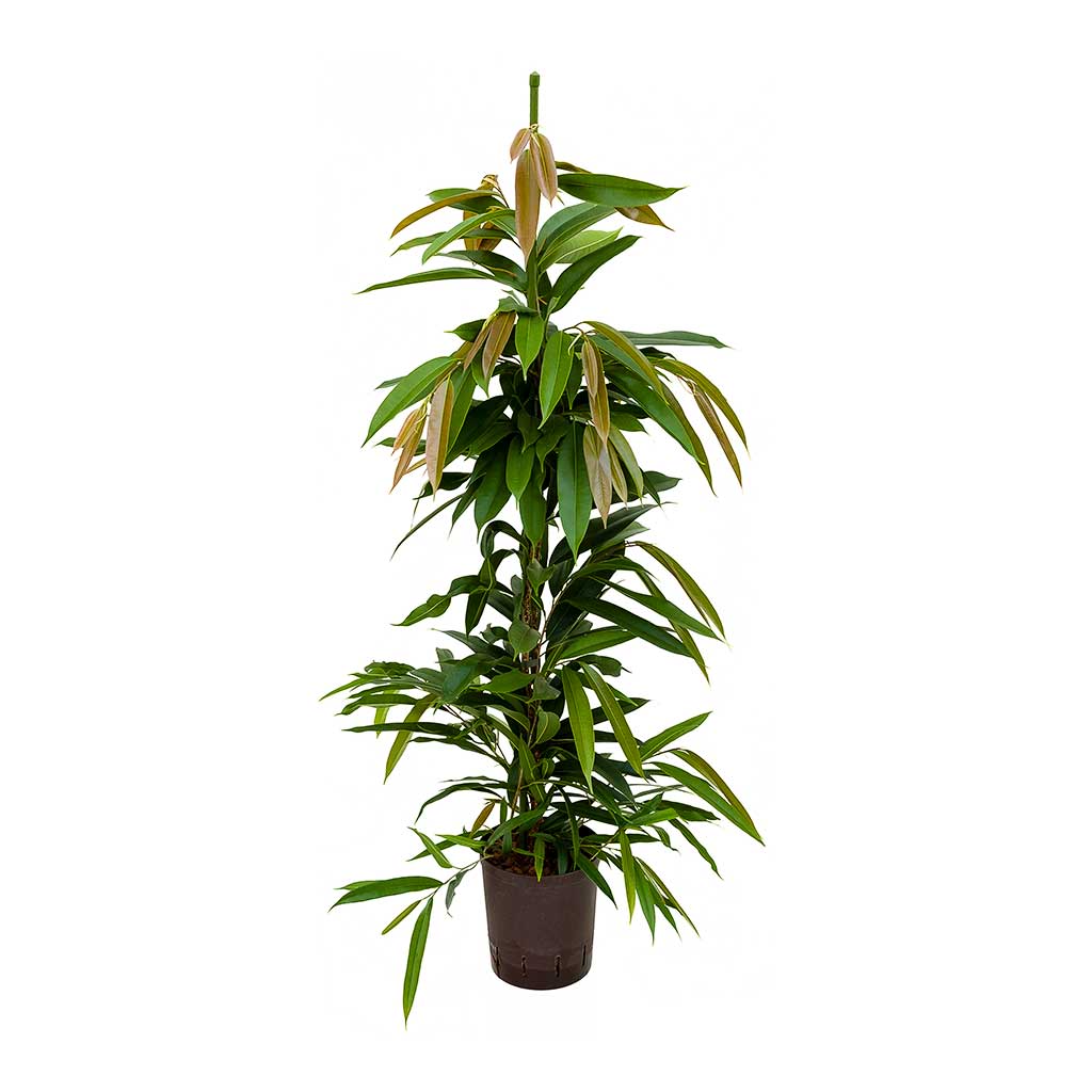 Ficus Amstel King Hydroculture Indoor Plant