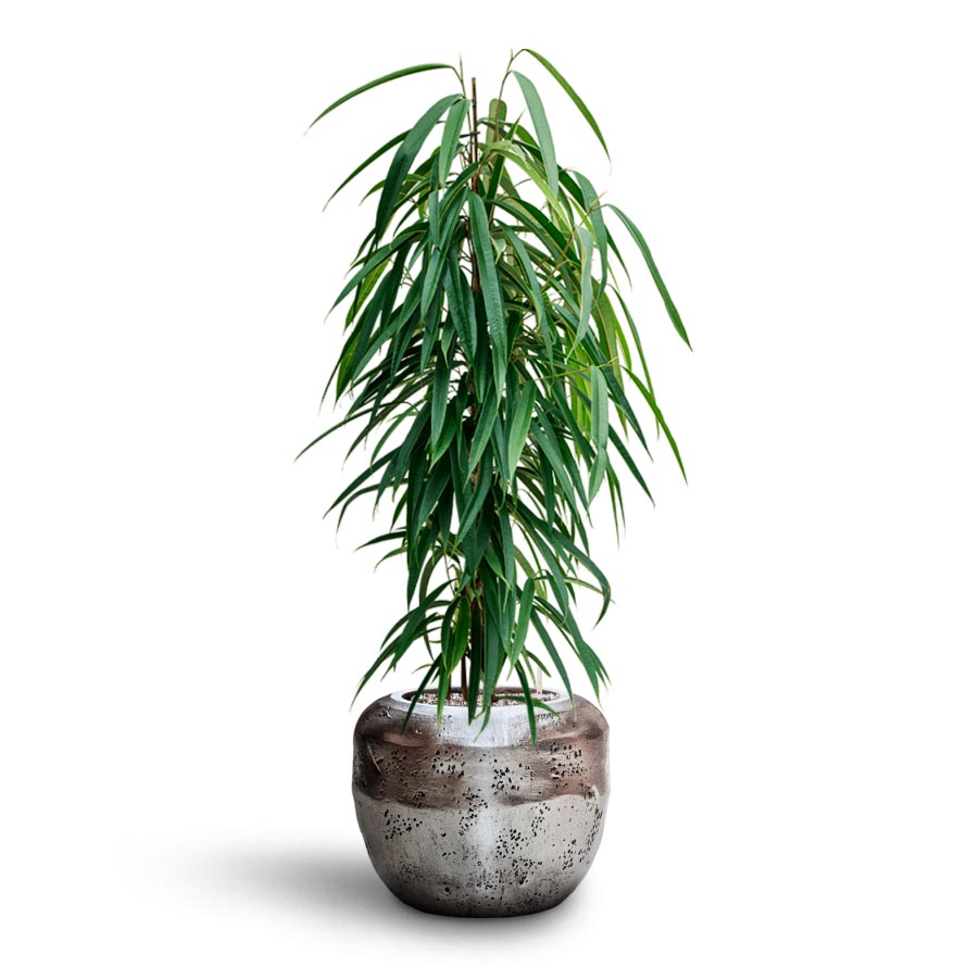 Ficus Binnendijkii Alii - Hydroculture & Opus Raw Couple Planter - Silver