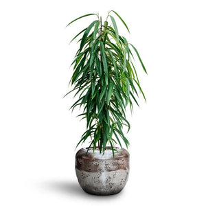 Ficus Binnendijkii Alii - Hydroculture & Opus Raw Couple Planter - Silver