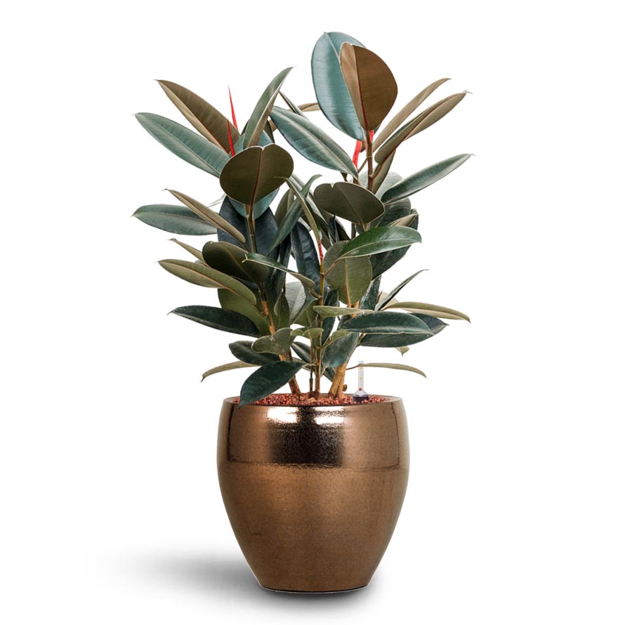 Ficus Elastica Abidjan - Hydroculture & Amora Couple Planter - Gold