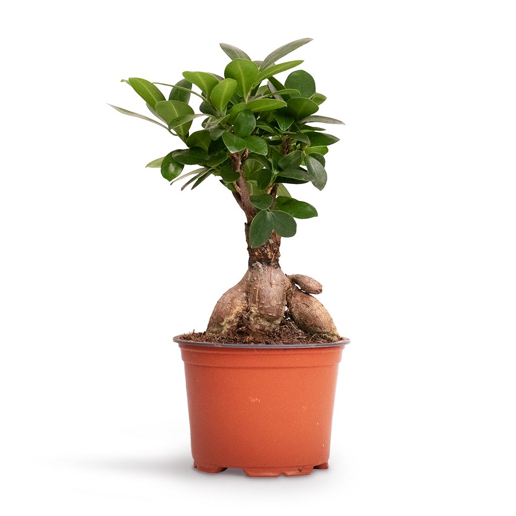 Ficus microcarpa Ginseng - Indian Laurel - Indoor Plants | Hortology ...