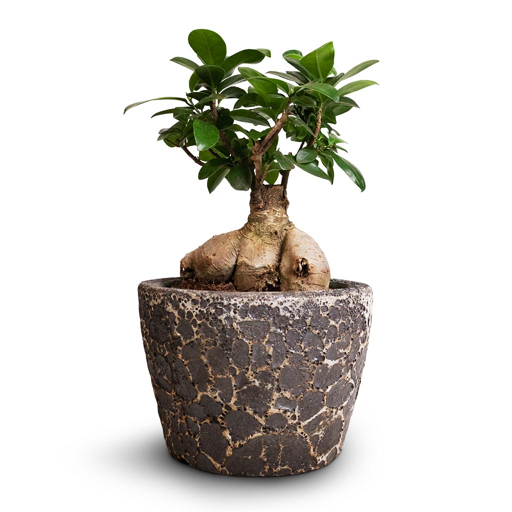 Ficus Ginseng - Indian Laurel &amp; Lava Couple Straight Relic Planter - Black