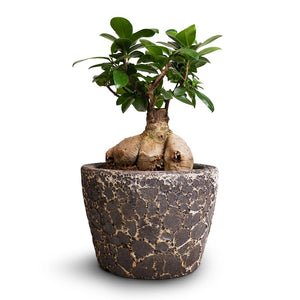 Ficus Ginseng - Indian Laurel & Lava Couple Straight Relic Planter - Black