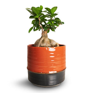 Ficus Ginseng - Indian Laurel & Marlijn Plant Pot - Coral