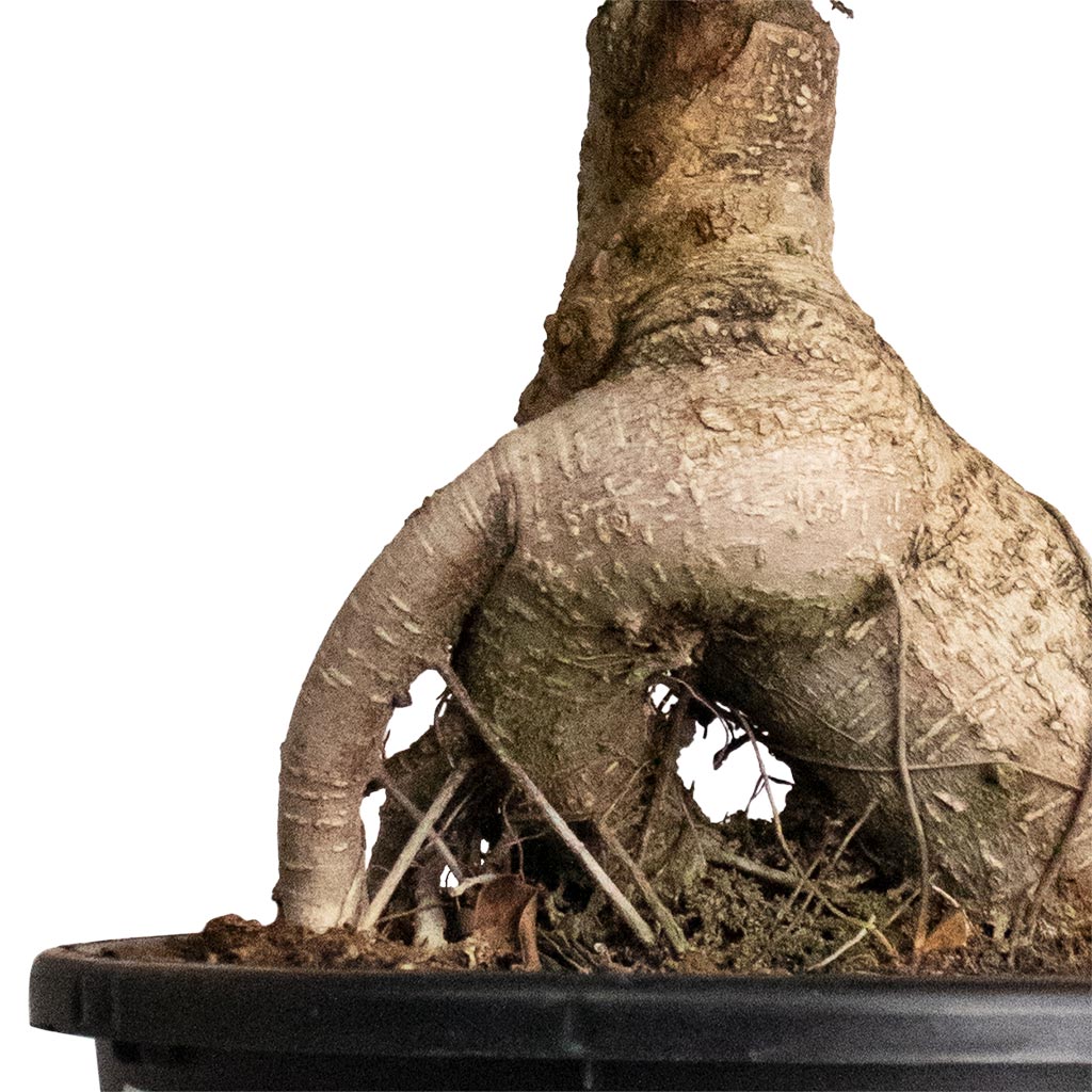 Ficus Ginseng - Indian Laurel