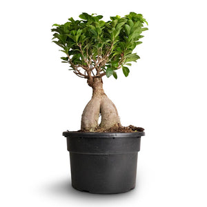 Ficus Ginseng - Indian Laurel Large