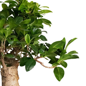 Ficus Ginseng - Indian Laurel Leaves