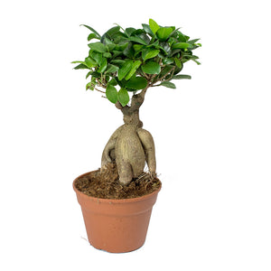 Ficus Ginseng - Indian Laurel 40cm