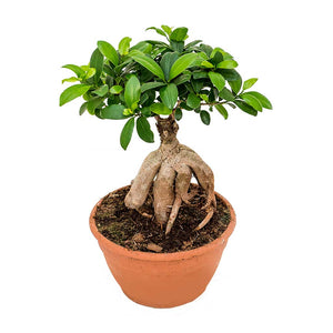 Ficus Ginseng - Indian Laurel - Large