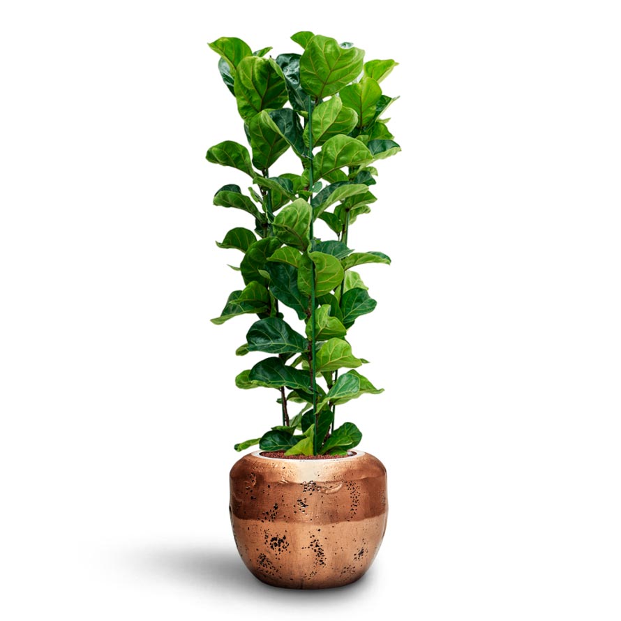Ficus lyrata Bambino - HydroCare