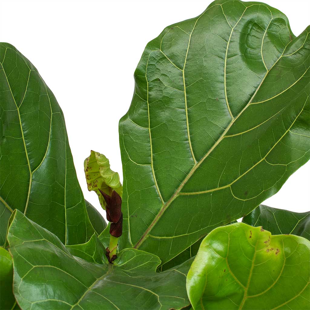 Ficus lyrata - Fiddle Leaf Fig - Quality Indoor Plants | Hortology ...