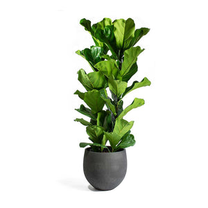 Ficus lyrata - Fiddle Leaf Fig & Mini Orb Black Washed Plant Pot