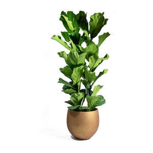 Ficus lyrata - Fiddle Leaf Fig & Mini Orb Metallic Copper Plant Pot