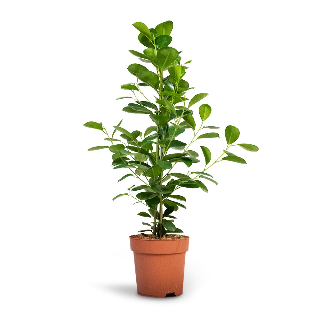 Ficus Moclame - Indian Laurel