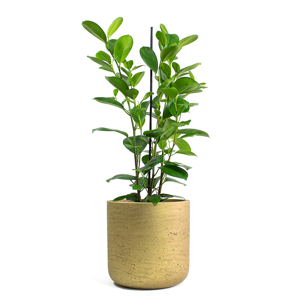 Ficus Moclame Indian Laurel with Charlie Plant Pot Metallic Gold
