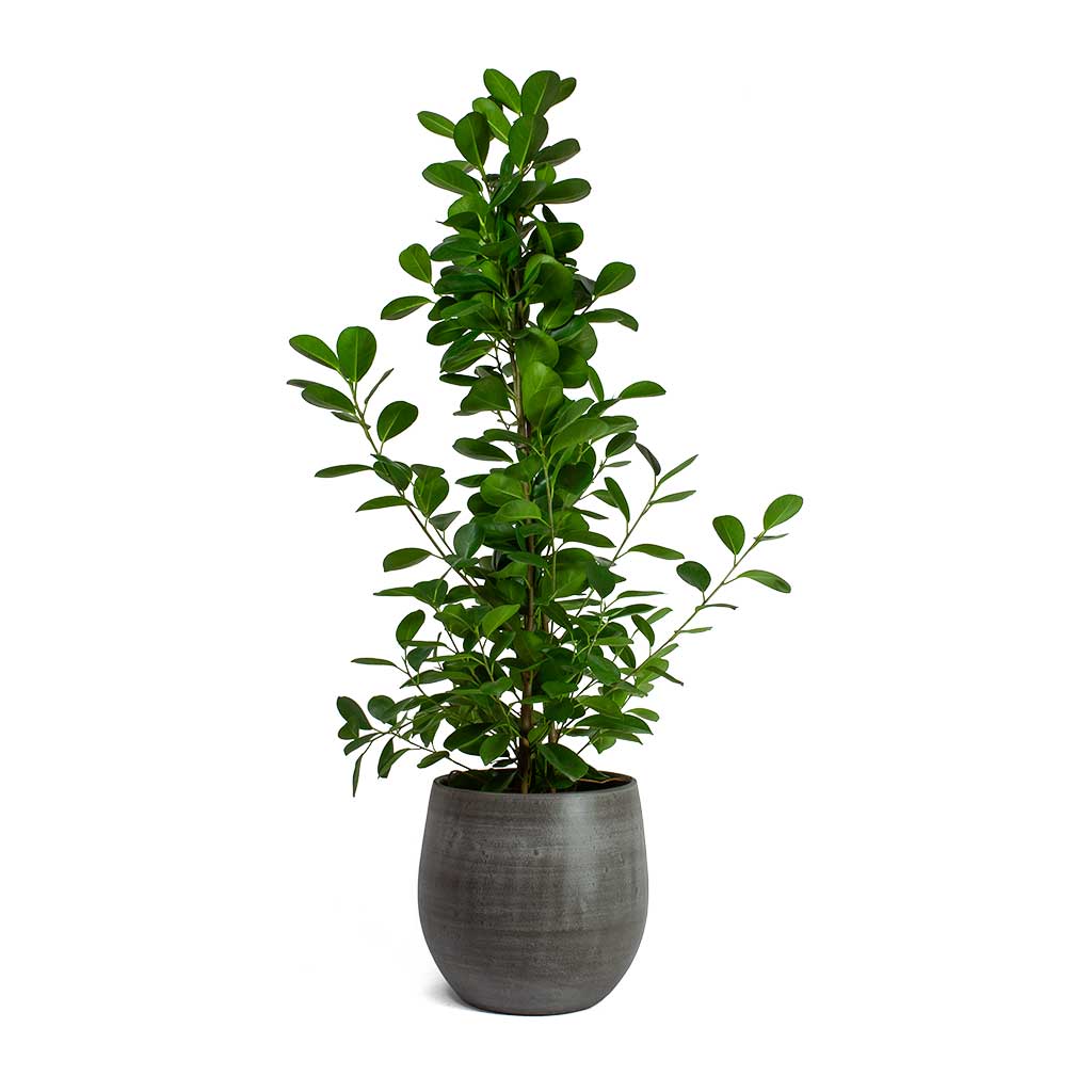 Ficus Moclame Indian Laurel & Esra Plant Pot - Mystic Grey