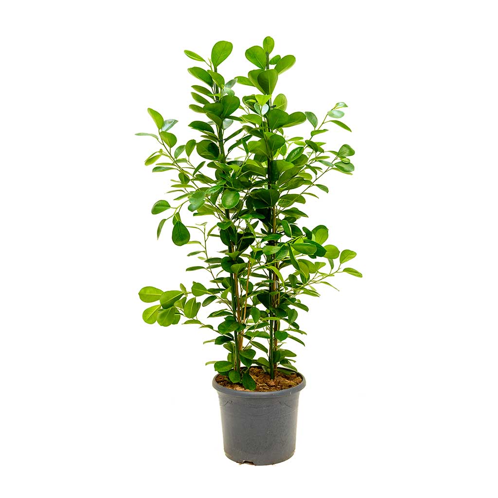 Ficus Moclame - Indian Laurel - Large