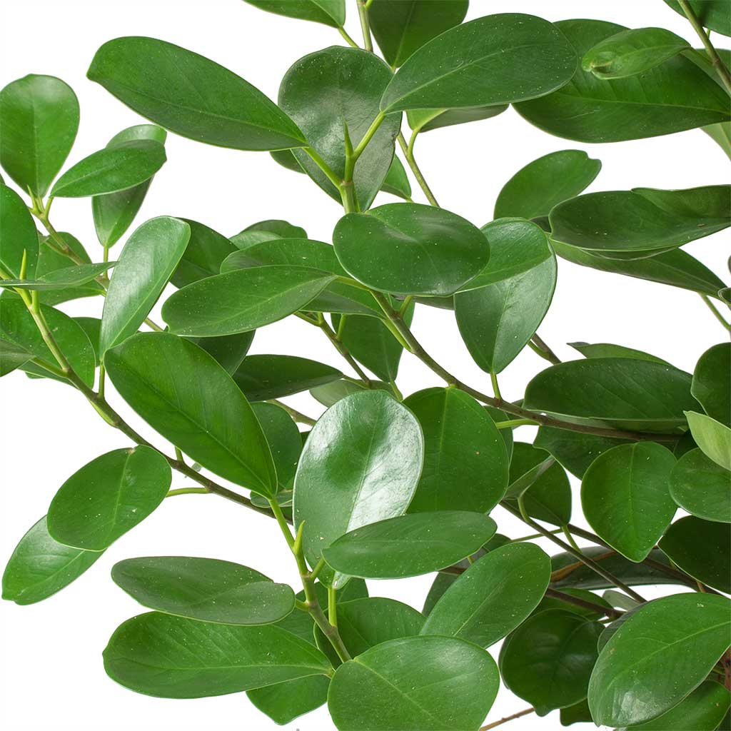 Ficus Moclame - Indian Laurel Leaves