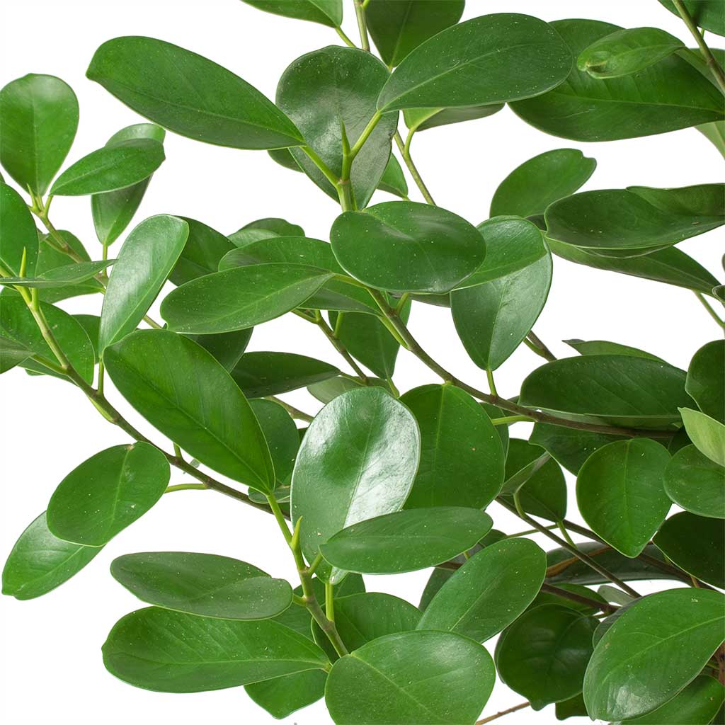 Ficus Moclame Indian Laurel Leaves