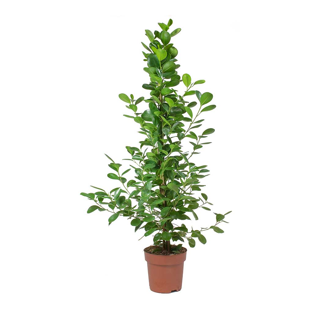 indian laurel house plant Ficus microcarpa Moclame - Indian Laurel - Indoor Plants | Hortology