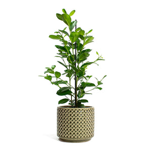 Ficus Moclame Indian Laurel with Thies Plant Pot Olive Green