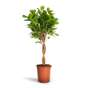Ficus Moclame - Indian Laurel - Twisted Stem - 17 x 70cm
