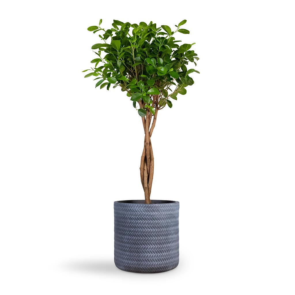 Ficus Moclame - Indian Laurel - Twisted Stem Houseplant & Angle Cylinder Plant Pot - Grey