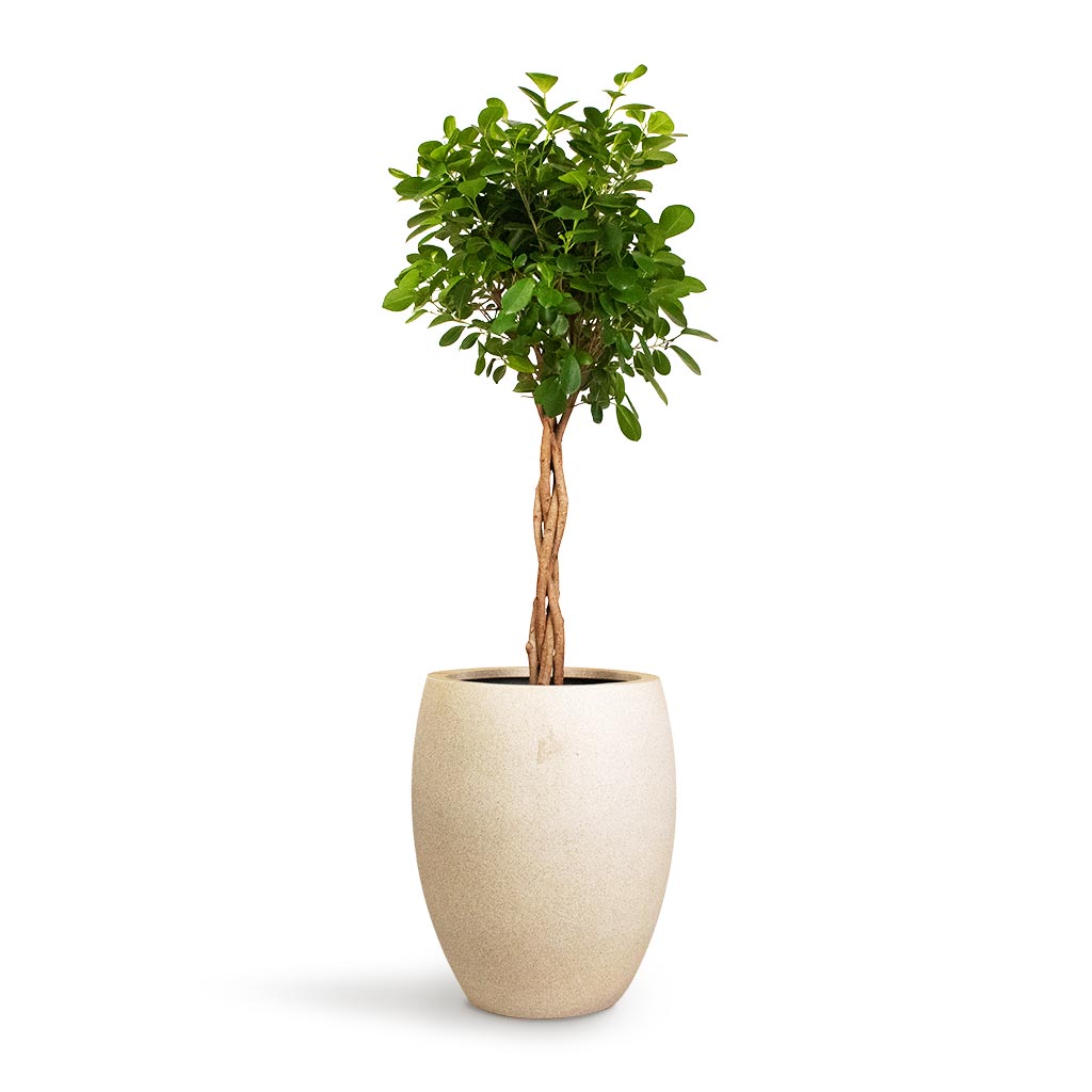 Ficus Moclame Indian Laurel Twisted Stem Indoor Plant & Grigio Tall Balloon Planter Antique White Concrete