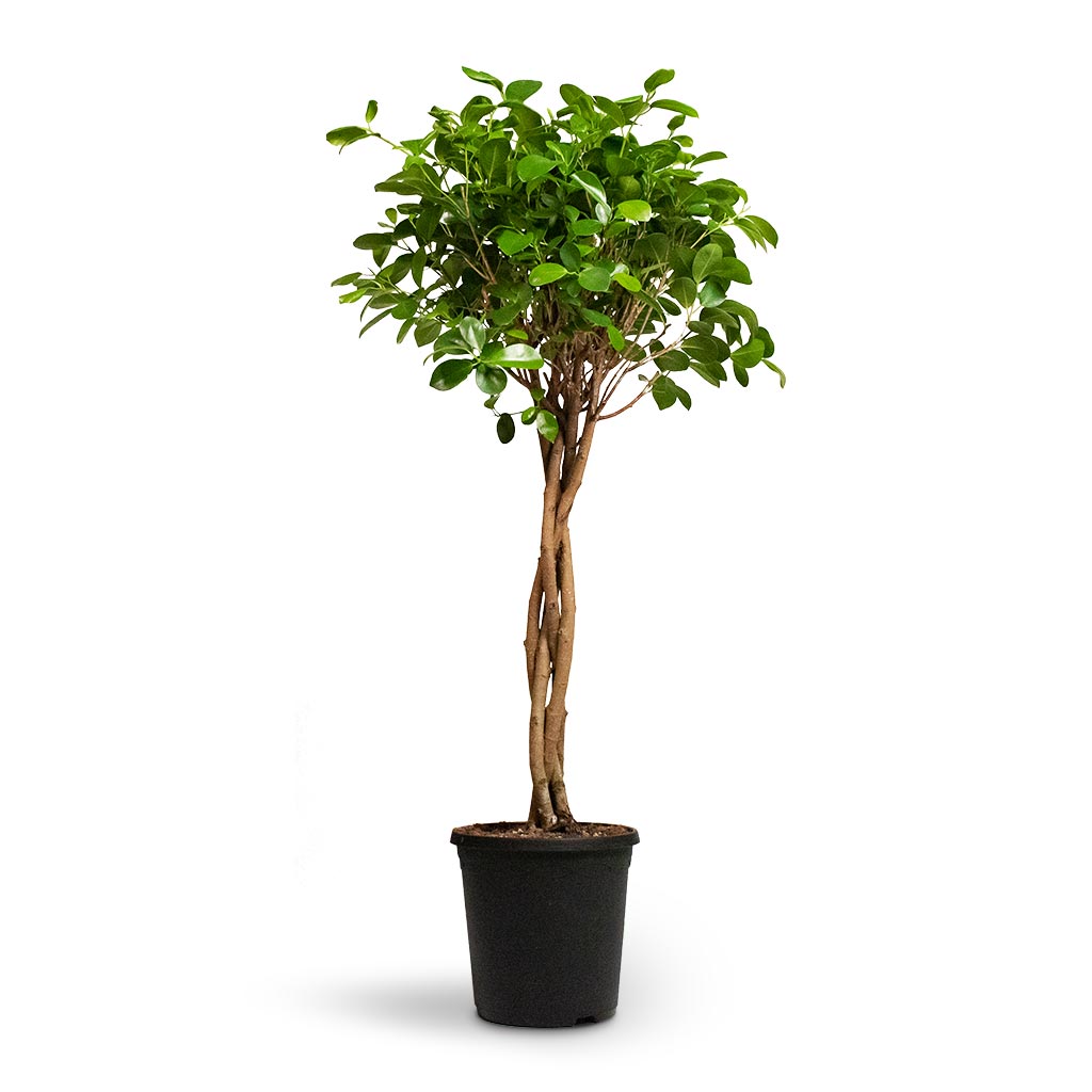 Ficus Moclame - Indian Laurel - Twisted Stem