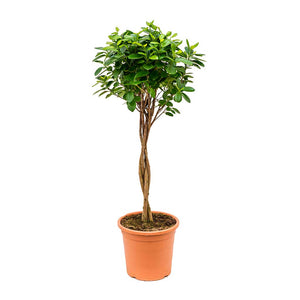 Ficus Moclame - Indian Laurel - Twisted Stem - 95cm
