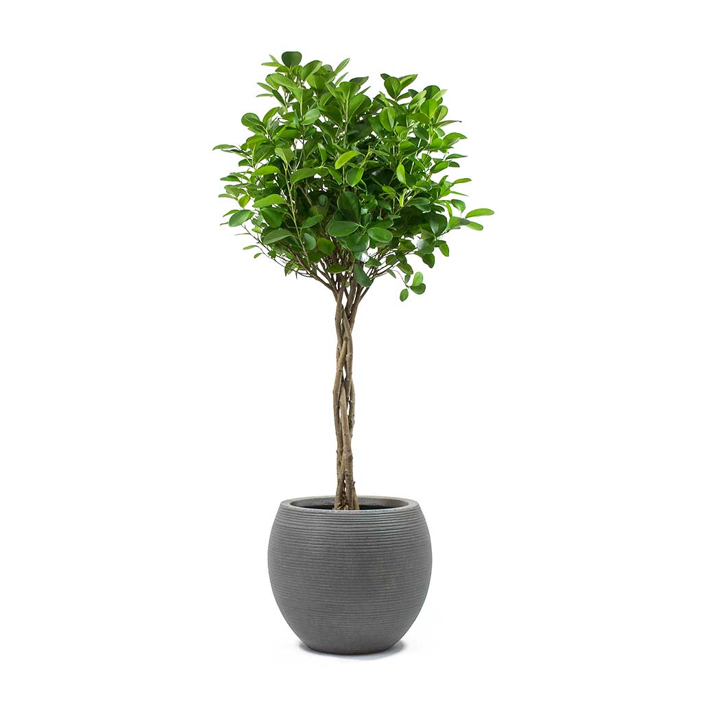 Ficus Moclame Indian Laurel Twisted Stem & Abby Ball Plant Pot Ridged Dark Grey