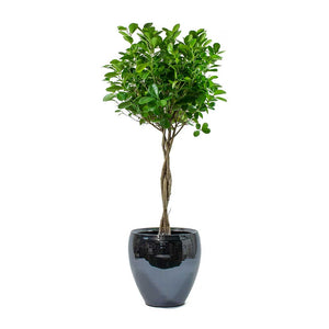 Ficus Moclame Indian Laurel Twisted Stem & Amora Plant Pot Anthracite Mirror