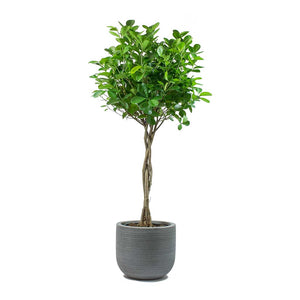Ficus Moclame Indian Laurel Twisted Stem & Dice Plant Pot Ridged Dark Grey