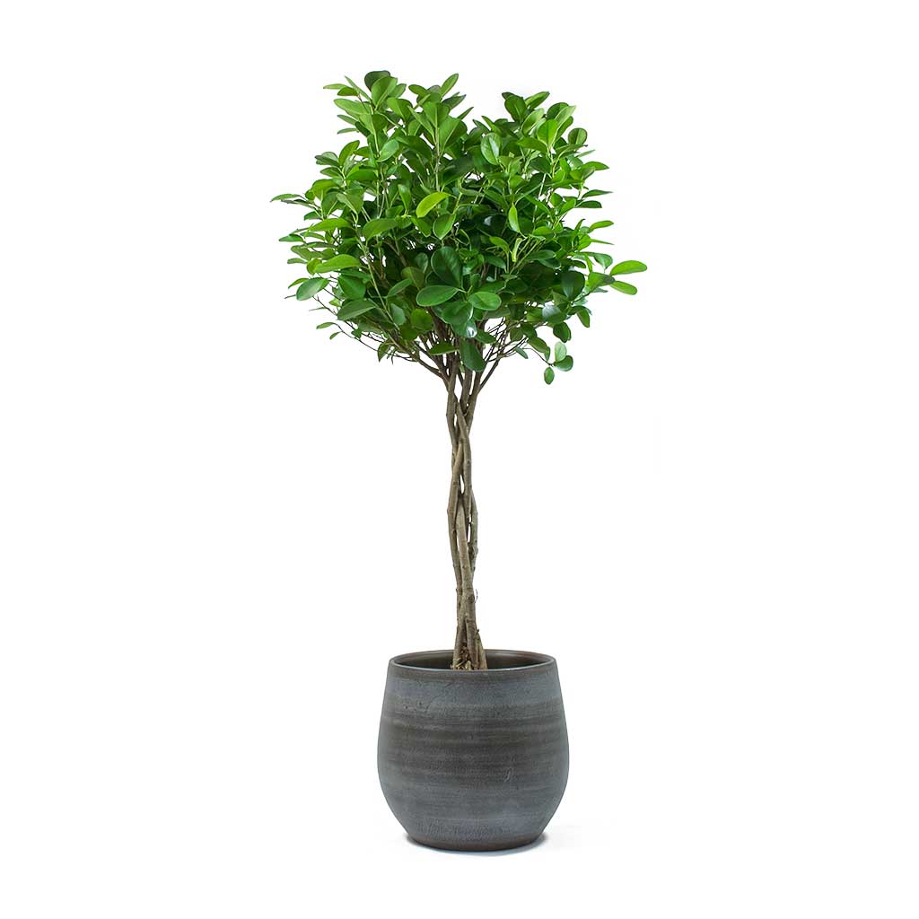 Ficus Moclame Indian Laurel Twisted Stem & Esra Mystic Grey Plant Pot