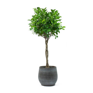Ficus Moclame Indian Laurel Twisted Stem & Esra Mystic Grey Plant Pot
