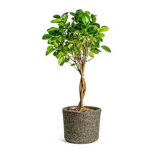 Ficus Moclame Indian Laurel Twisted Stem & Maartje Plant Basket Black