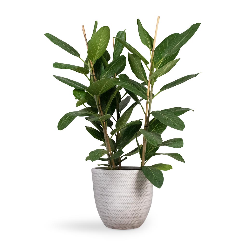 Ficus benghalensis Audrey - Bengal Fig Houseplant & Angle Couple Plant Pot - White